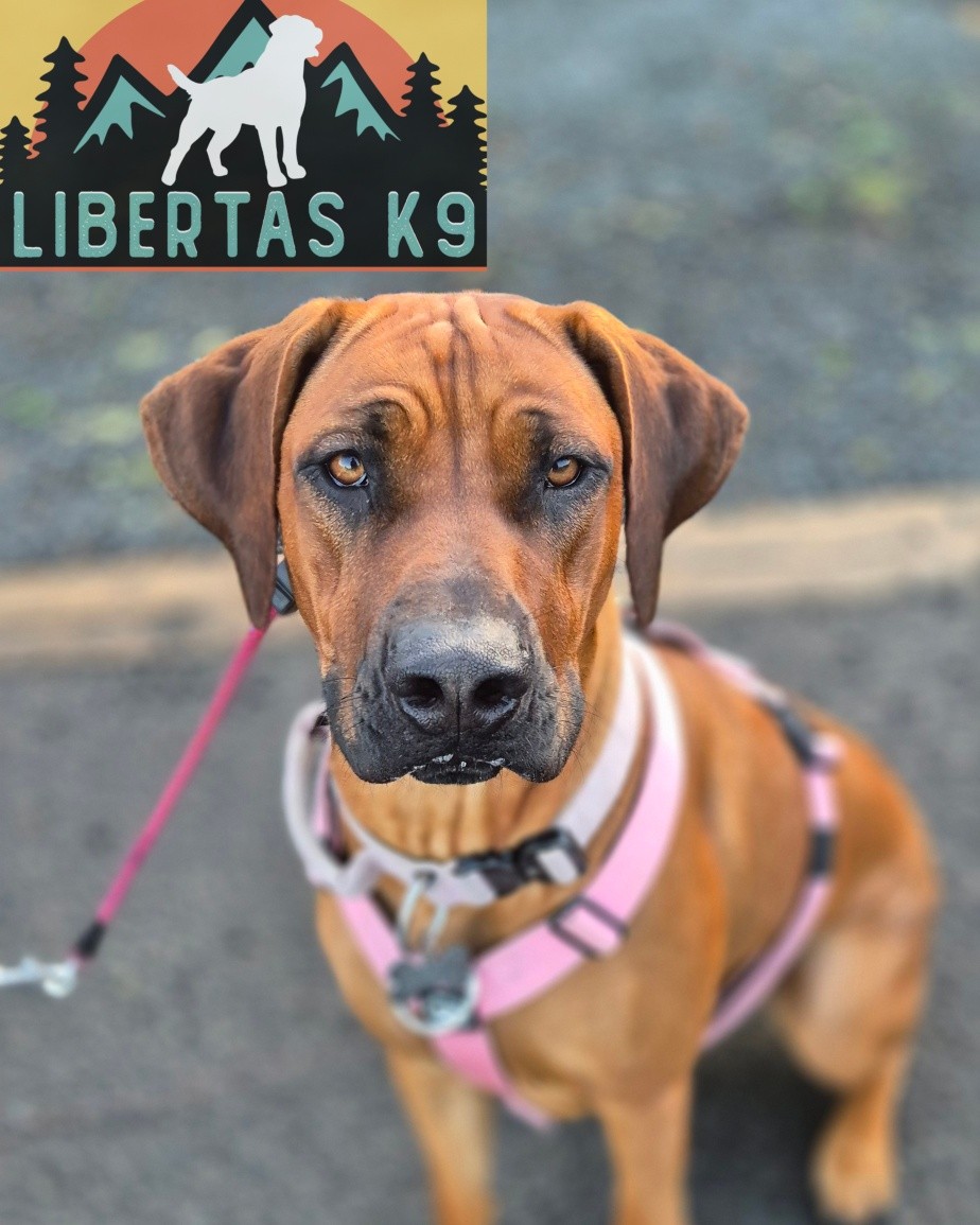 👅🐕MEET LOTTIE🐕👅

We had the lovely Lottie come and see us for help with loose leash walking and dog reactivity. 

She is still a young girl but is extremely strong and would bark and lunge towards dogs to the point her owner couldn't keep a hold of her. 

We started off by working on her lead manners and teaching her where she was expected to walk. She picked this up really quickly and was walking nicely. 

Next we got to work on the dog reactivity, this was mainly frustration with a little bit of uncertainty. 

As we had worked on her lead manners she was in a much calmer head space which meant she wasn't as driven to pull. We worked on breaking her fixation but also allowing her the time to figure out the dog. 

These guys have signed up to the Liberty Package so we can continue the work 🙌 
#dogs #dogtraining #northeastdogtraining #looseleashwalking #dogreactivity #dogsofınstagram #rhodesianridgebacksofinstagram #rhodesianridgeback 
#doglovers 
#libertask9