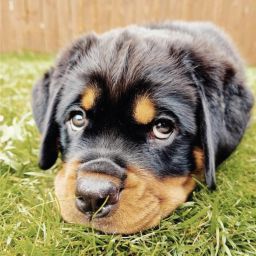 Puppy Course – 5 sessions