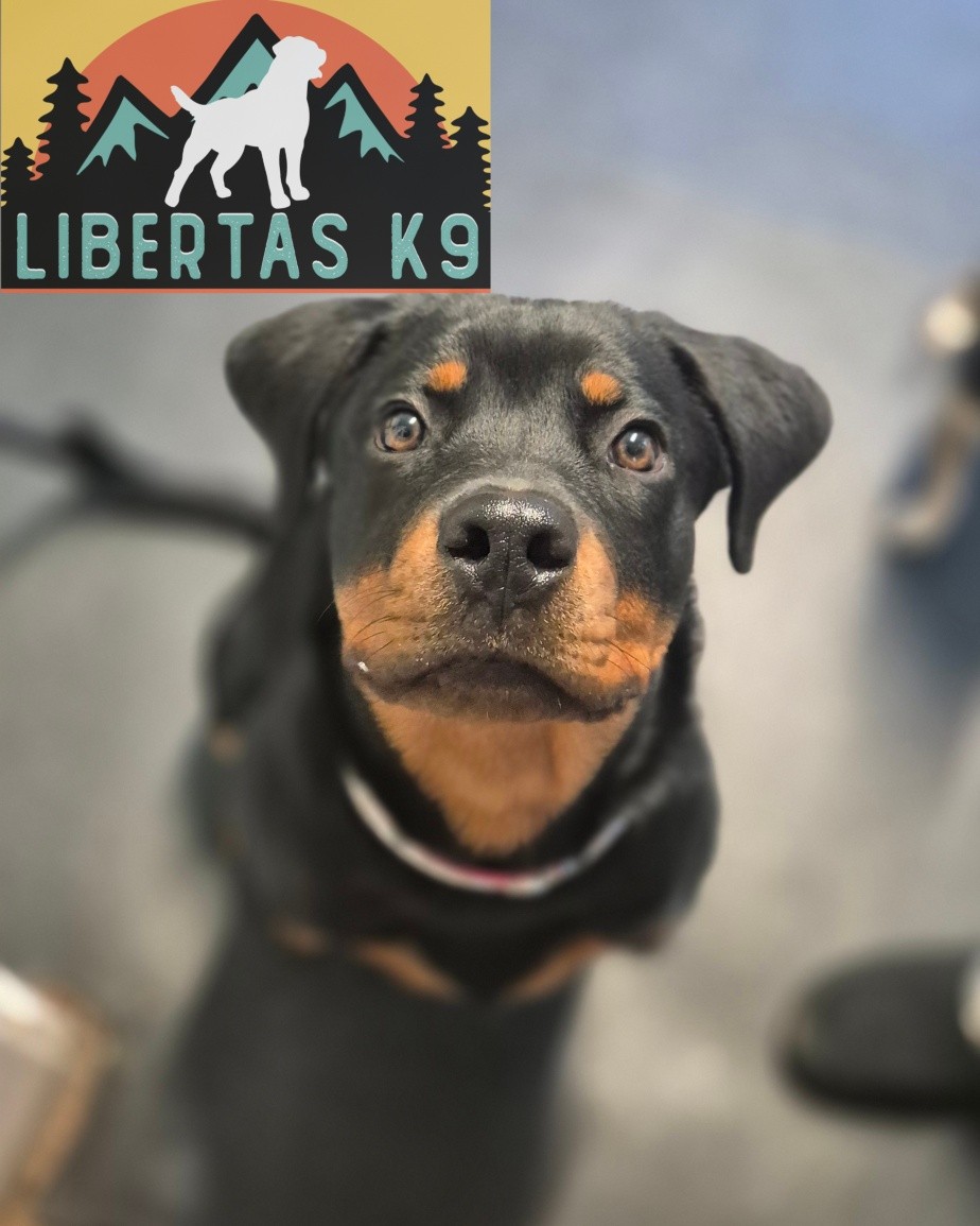 🖤🤎MEET COCO🖤🤎

We made a home visit to see this sweet girl. Her owners got in touch for puppy training and help with mouthing and biting at the lead. 

With all puppy training we always first get some foundations in place such as reward markers to pair with basic obedience. Correct socialisation with environmental exposures and calmness in the home. 

Coco is a lovely girl but she would often excessively mouth her owners hands  nip at clothes, shoes etc. Puppies mouth and want to bite everything but we want to teach them what they can bite and how to appropriately play. 

Another common problem with this is over stimulation, if the puppy's not getting enough rest they will likely get overstimulated and this then leads to unwanted behaviours. 

We finished off the session by teaching her leash pressure so when she felt any tension on the lead she was to ease off. 

The lead biting we just don't feed into it. The more when try and remove the lead the more the pup will think its a game and start playing tug with it. 

Awesome first session. Looking forward to the next! 

#dogs #dogtraining #northeastdogtraining #looseleashwalking #dogreactivity #dogsofınstagram 
#doglovers 
#libertask9