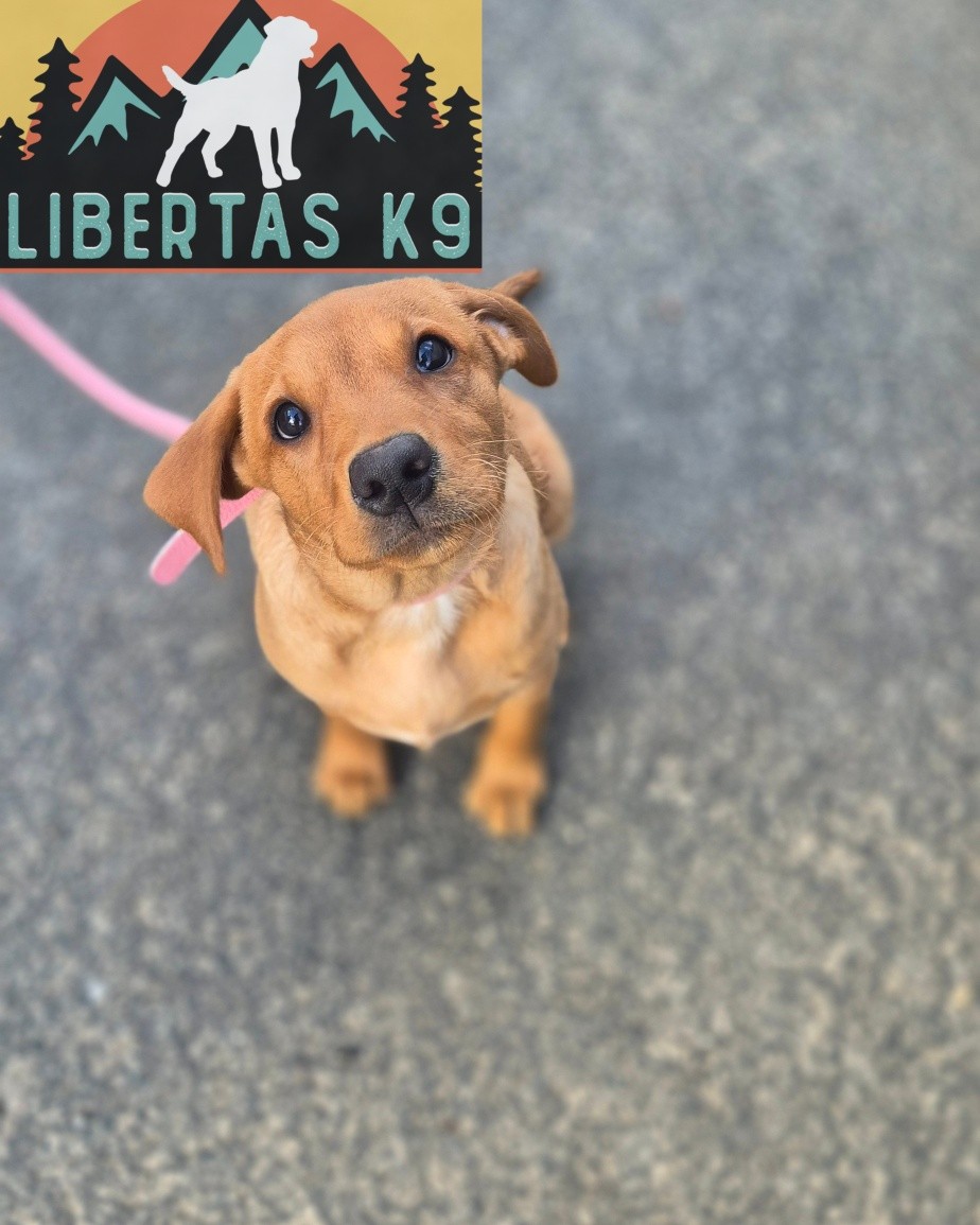 🐾🐶MEET NALA🐶🐾

We had this sweet girl come and see us for puppy training. 

Her owner isn't having any problems outside of normal puppy behaviour but wanted help to make sure everything was done as it should be. 

We started off the session by going through how to build her into a nice confident dog, correct exposures and not focusing on just walking from A to B. 

Next we started teaching her how to walk nicely on the lead without pulling at the end. At this age its not super important for them to walk in a strict heel position but we dont want them choking themselves at the end of the lead. We taught her how to respond when she felt any pressure on her collar and rewarded her for releasing the pressure and started building up reward history for being next to her owner. 

During the session we also covered how to prevent unwanted behaviours setting in so bad habits dont happen as she ages. 

#dogs #dogtraining #northeastdogtraining #puppy  #looseleashwalking #labrador #labradorsofinstragram  #dogsofınstagram 
#doglovers 
#libertask9