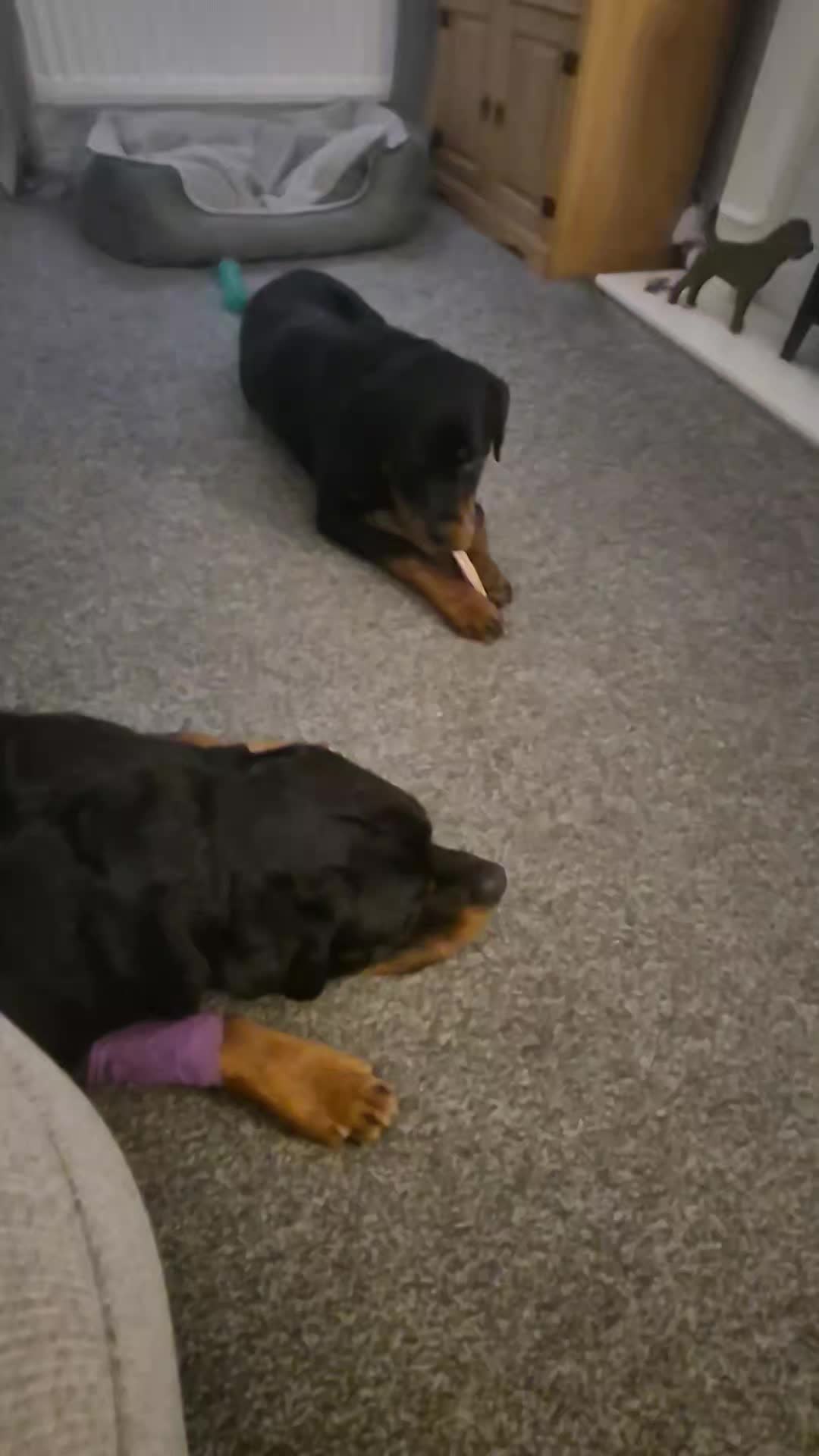 🖤🤎MULTI DOG HOUSEHOLD🖤🤎

This video isn't anything exciting or fancy but it displays exactly what you want to try and achieve with multiple dogs in the house. 

You dont want your dogs bouncing off each other, racing around or the younger dog pestering your older dog. 

The first part is Dash eating a chew, Shads had already finished his before I got the camera 🙄😂. You dont want your dogs nicking food off each other and if you have a dog that has issues around food do not do this. Both my boys understand the rules and leave each other alone when eating. 

The 2nd and 3rd part again nothing fancy just the boys chilling, neither are under any obedience but training calmness in the home is essential. 

Are they always out together, no, Dash is a 5 month puppy and does find it harder to switch off than Shads, so he does need to be force rested on occassions by putting him in a seperate area, but through training, structure and time he will get there but these are the moments that are a win when bringing a puppy into the home. Just calmness.

(Shads is absolutely fine, the vet wrap is because he has a spot that he wont stop licking and was going to make it sore)

#dogs #dogtraining #northeastdogtraining #looseleashwalking #dogreactivity #rottweiler #rottweilerpuppy #dogsofınstagram 
#doglovers 
#libertask9