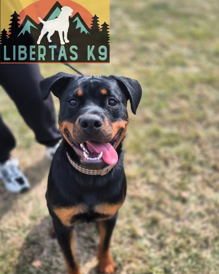 🖤🤎MEET KOVU🖤🤎

We had the lovely Kovu come and see us for help with human and dog reactivity. When a person approached he would bark and when he saw a dog he would get ready wound up, bark and lunge. 

The human reactivity we looked at firdt and this was just pure frustration, he is a nice friendly boy but doesn't know how to behave when someone approached. 

The dog reactivity was a similar story but was alot worse. 

We started off by bringing in a reward system and teaching him leash pressure. He did walk nicely on a lead already but we want him to understand what any kind of pressure on the lead means. 

He absolutely smashed this so we got Shads out for him to work around. Once we taught him what we wanted him to do instead he picked it all up pretty quickly. 

#dogs #dogtraining #northeastdogtraining #looseleashwalking #dogreactivity #dogsofınstagram #rottweiler #rottweilersofinstagram 
#doglovers 
#libertask9