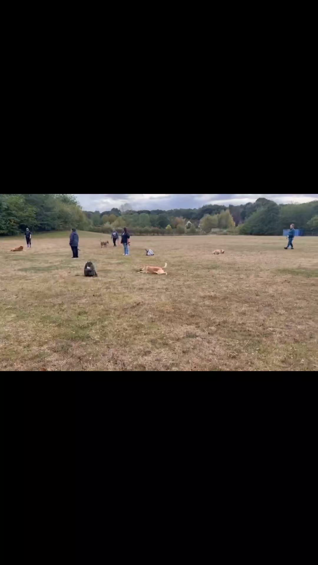 🌟👌GROUP OBEDIENCE👌🌟

Another great Group Obedience session. 

All dogs did brilliantly and have come such a long way and their owners have worked hard with them👏 

#dogs #dogtraining #northeastdogtraining #looseleashwalking #dogreactivity #dogsofınstagram 
#doglovers 
#libertask9