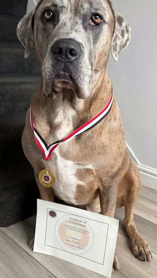 🔥WORKING TEST 3 IN THE BAG🔥

Huge well done to Jazz and Diesel today for achieving their Working Test 3. 

Fantastic work 👏 

Diesel WT1, WT2, WT3, BH 💪