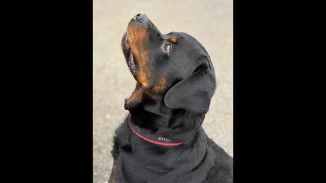 ⭐️WHAT DO I DO ON A DAY OFF!?⭐️

Of course I train my boy. Shads having fun doing some obedience. 

This was his first session after a long break due to various reasons so kept the session short and sweet with lots of fun without too much expectation. 

Always have fun with training as you get a lot more out of a session when you do.