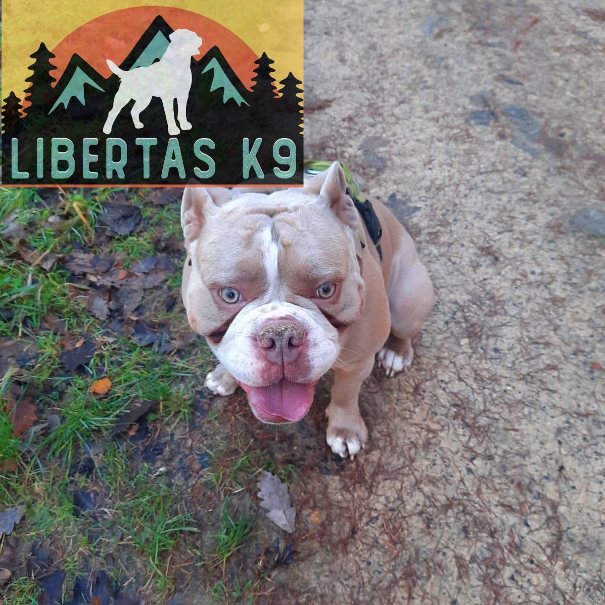 👅🐶MEET MURPHY🐶👅

We had this lovely lad come and see us. His owners booked him onto our Liberty Package as they are struggling to walk him. He paid little attention to them and just pulled to where he wanted to go. 

He has previously had training elsewhere so we weren't starting from scratch but did go back to basics with him. 

We started off teaching him to stay in the heel position and by paying attention it would bring reward. We paired this with leash pressure so he knew where he was expected to walk 

Murphy gets really distracted by scents on a walk and would just pull to go and mark ok everything. By keeping his attention more we were able to stop this. 

During the session we covered how to increase his food drive, how to make walks more fun and keep him engaged. 

As we progress we will introduce more distractions and build his owners confidence gradually. 

#dogs #dogtraining #oldeenglishbulldogsofinstagram  #oldeenglishbulldog  #northeastdogtraining #looseleashwalking #dogreactivity #dogsofınstagram 
#doglovers 
#libertask9
