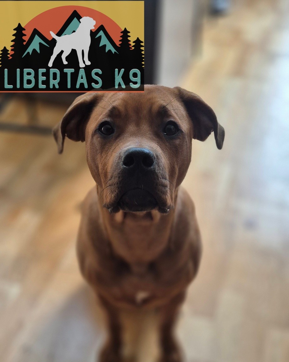 👅🐾MEET HONEY🐾👅

We made a home visit to see this beautiful girl. Honey is still a pup so we are getting those all important foundations in. 

During the session we covered correct socialisation, such as environmental exposures to build a confident pup  working on calm interactions with people and dogs so they don't build too much excitement or uncertainty. 

We also covered reward markers and teaching her to dos rather than constant don't dos. 

Honey is a lovely confident, social pup so we want to steer her in the right direction. 

#dogs #dogtraining #northeastdogtraining #looseleashwalking #puppytraining  #dogsofınstagram 
#doglovers 
#libertask9