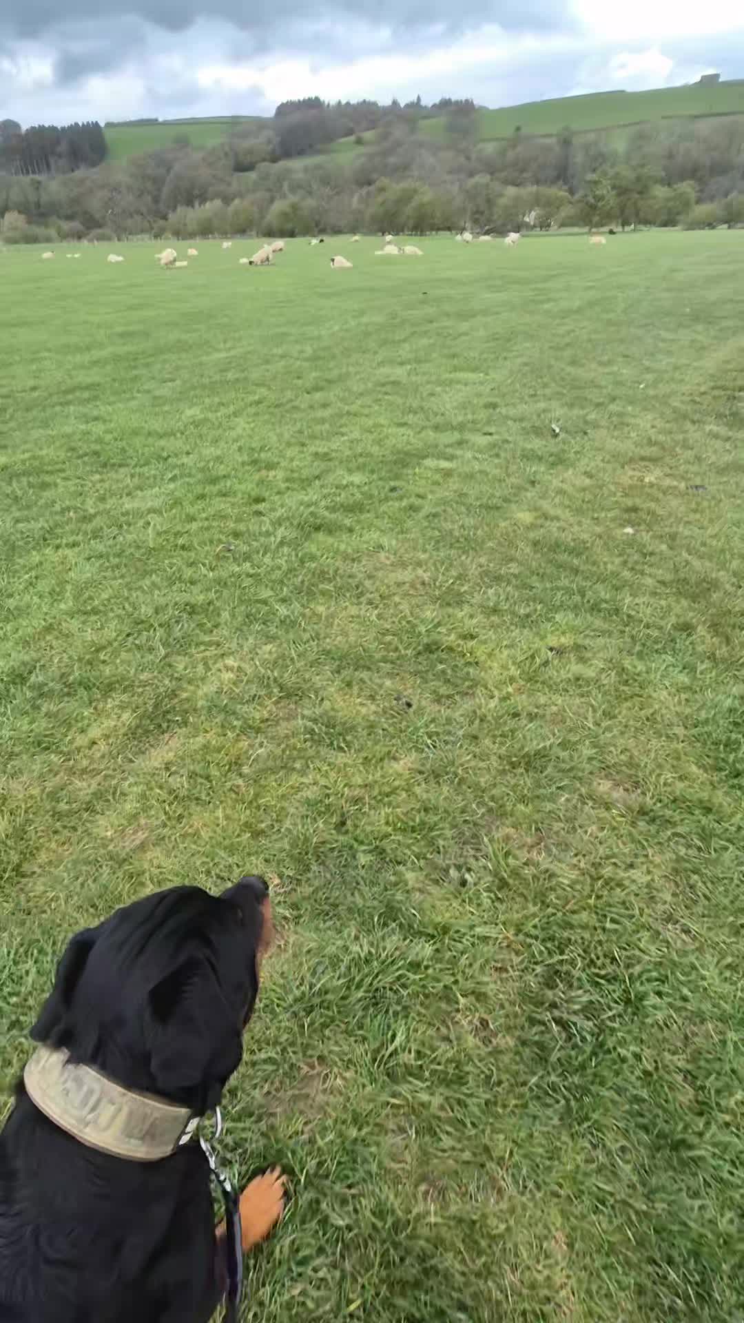 👅🐾HOLIDAYS WITH YOUR DOG🐾👅

Last week we had a holiday and of course Shads came. He was put in various situations that if not trained would have been extremely challenging. 

As we were out for a walk we came across a field full of sheep, recalled Shads and put him on lead. 

Without recall or lead work this could have ended badly. 

After the walk we then stopped off for lunch at a pub. Shads just spend the time lying down and ignored multiple people and dogs. 

This could not have been achieved without manners, neutrality and repetition. 

We also came across a grate bridge, this isn't something Shads has been trained for but he has been trained to walk on various surfaces and confidence built up so he handled it well. 

Without the foundations this could have ended the walk as we could not have crossed the bridge if he was too apprehensive to walk over. 

It is so important to build quality foundations, proof it and lots of repetition to achieve the end result. 

Puppyhood is the best time to start all of this but it can also be done with adult dogs. This leads to an easier life with your dogs and also a happier more confident dog. 

#dogs #dogtraining #northeastdogtraining #looseleashwalking #dogreactivity #dogsofınstagram 
#doglovers 
#libertask9