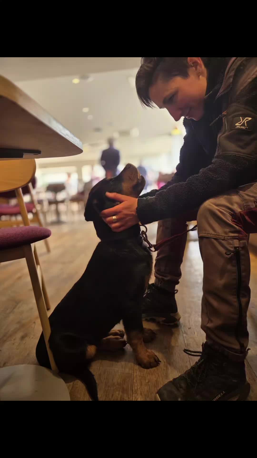 🐾🌟CAFE TRIP WITH DASH🌟🐾

Dash's first visit to a coffee shop and he absolutely smashed it. 

First few days of having him I concentrated on relationship building and then we hit environmental exposures.

Video is double speed to stop you getting bored! 

#dogs #dogtraining #rottweiler #rottweilerpuppy #northeastdogtraining #looseleashwalking #puppytraining #dogsofınstagram 
#doglovers 
#libertask9