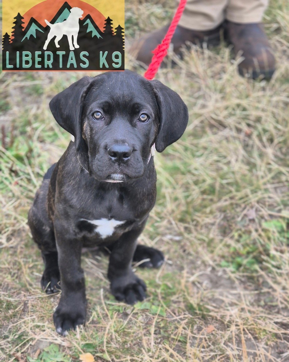 🐾🐶MEET MILLIE🐶🐾

We had this beautiful girl come and see us for puppy training. Her owner has signed up to our Puppy Course to get her to be the best she can be. 

Millie is just 12 weeks old which is a fantastic age to get started, before any bad habits start. 

During the session we covered correct socialisation, environmental exposure, reward markers, building a great relationship and leash pressure.

Millie is a really sweet girl and has a dedicated owner to put the work in and get her to grow into an awesome dog. 

#dogs #dogtraining #northeastdogtraining #looseleashwalking #puppytraining #canecorso #canecorsopuppy #canecorsoofinstagram  #dogsofınstagram 
#doglovers 
#libertask9