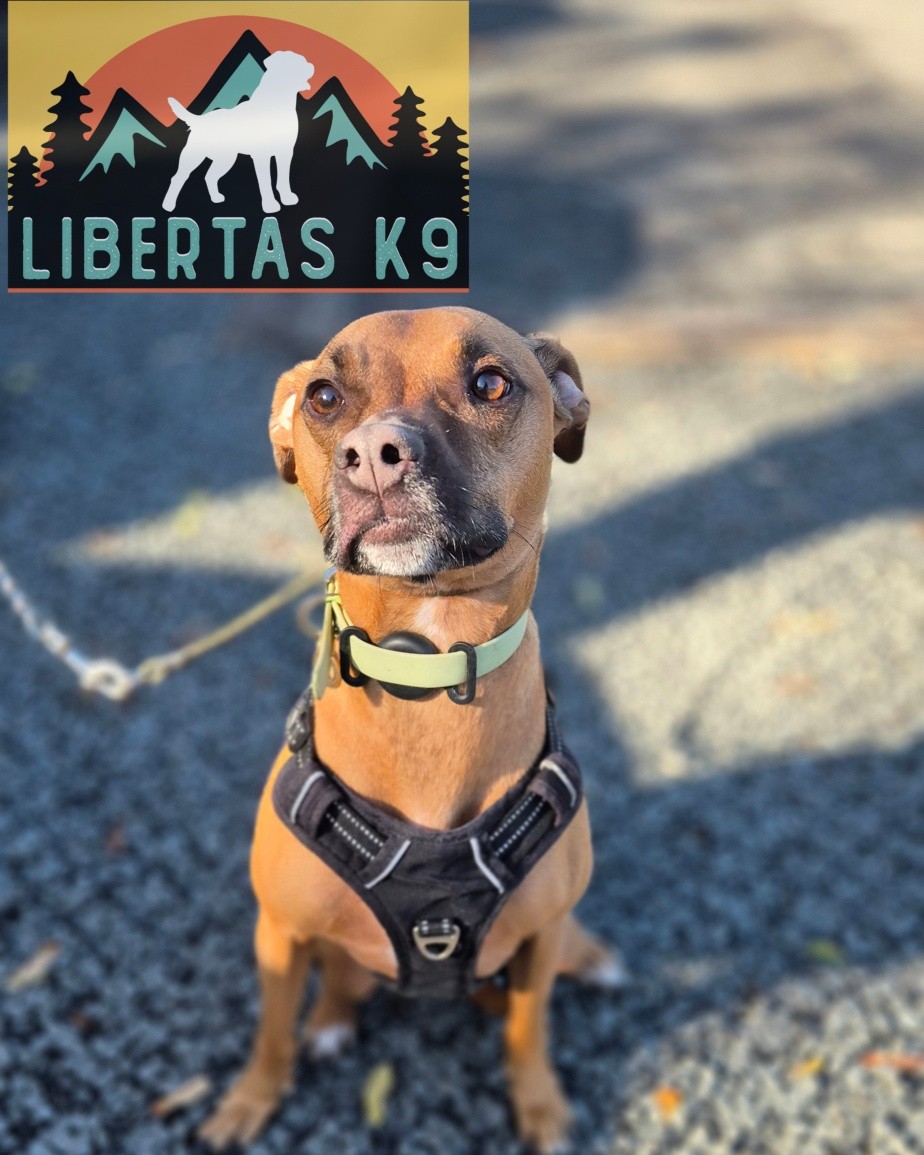 👅🐾MEET RODNEY🐾👅

We had this lovely lad come and see us for help with loose leash walking and dog reactivity. 

Rodney's owners have done so much work with him to try and conquer his dog reactivity but just couldn't seem to get him to overcome it. 

He was always nervous of other dogs but after being attacked this cemented his feelings towards dogs. Since thus happened he would go into defence and he would act aggressively if they got too close. 

We worked on his leash walking first which he picked up really quickly once he understood leash pressure and then we moved on to work on the reactivity. 

We got Shads out to work him around and worked on teaching him to disengage from a dog. His owners had already worked on counterconditioning his emotional response but needed the final piece of the puzzle to stop him falling back into old habits.

By the end of the session he was walking around Shads with no problems and saw a couple of other dogs whilst going back to the car and did exactly as we had been teaching him during the session. 

Awesome work guys! 

#dogs #dogtraining #northeastdogtraining #looseleashwalking #dogreactivity #dogsofınstagram 
#doglovers 
#libertask9